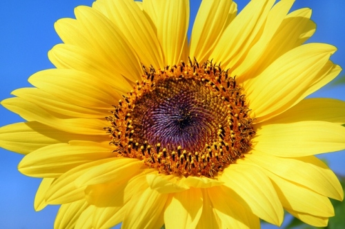 Tournesol