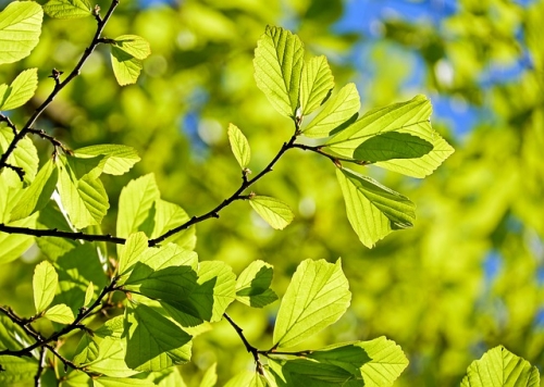 Feuilles pour pain elfique